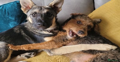 Mixed Breed dogs - Advert 6