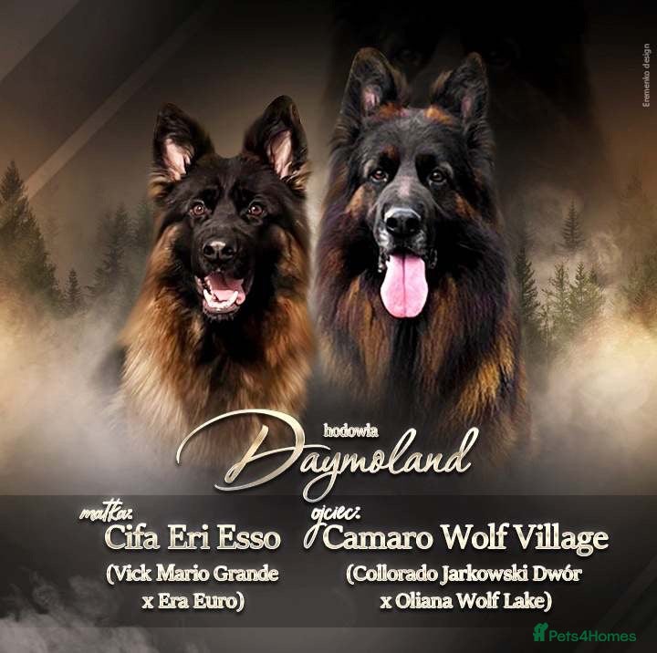 German Shepherd dogs Germany Sheperd long hair - Advert 4