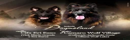 German Shepherd dogs for sale: Germany Sheperd long hair - Advert 1