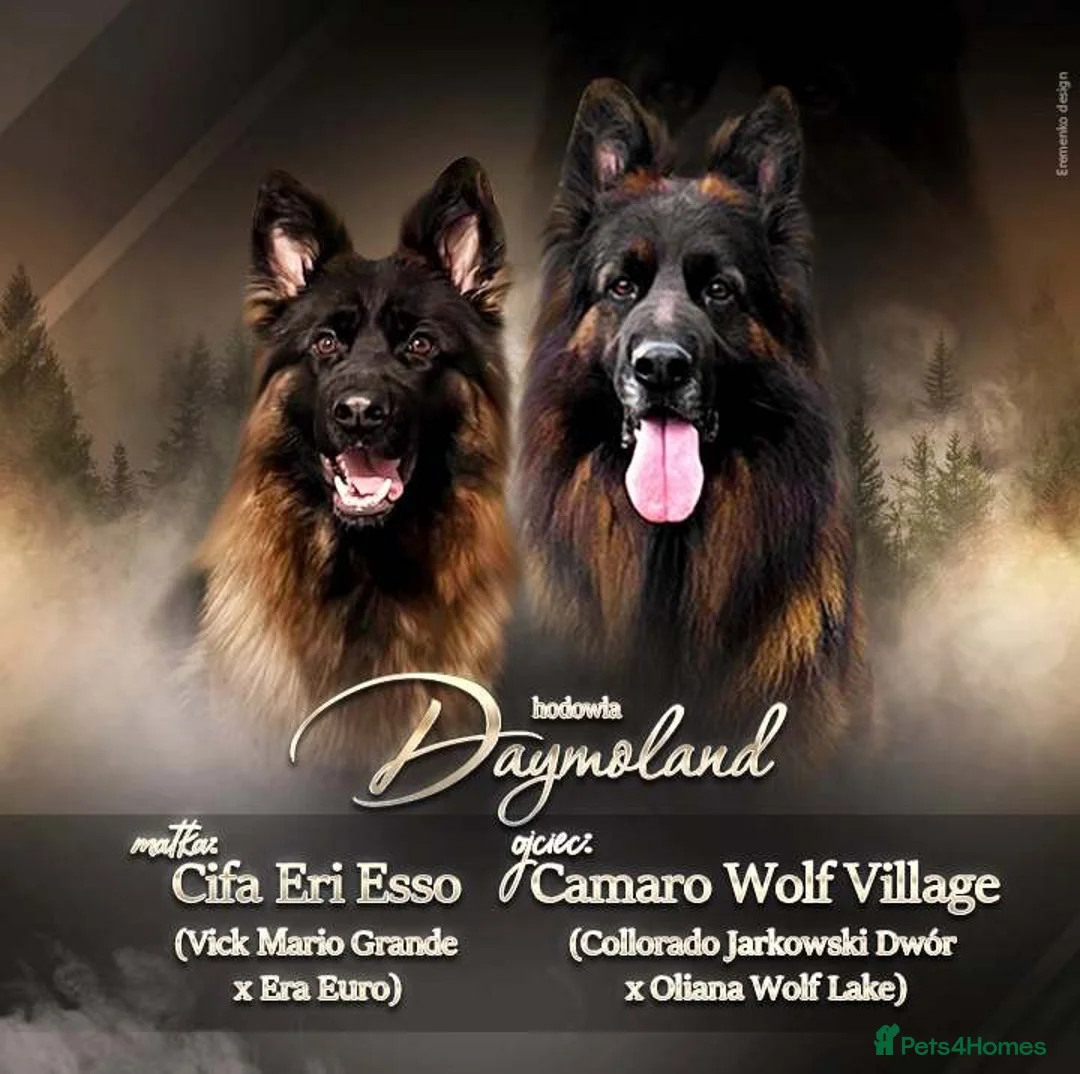 German Shepherd dogs for sale: Germany Sheperd long hair - Advert 1