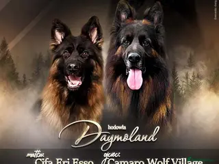German Shepherd dogs Germany Sheperd long hair - Advert 1