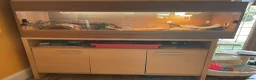 Bearded Dragon reptiles for sale: Forever home needed for my girls  in Rochford - Advert 3