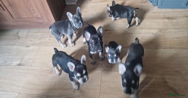 French Bulldog dogs - Advert 3