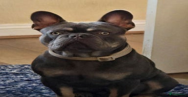 French Bulldog dogs - Advert 15