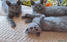 Scottish Fold cats for sale: Discount! Half price! Pure breed Scottish Fold  - Image 3