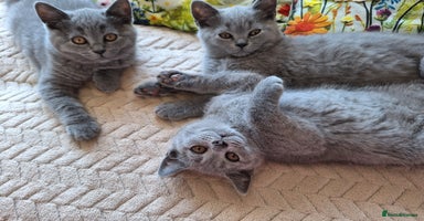 Scottish Fold cats - Advert 15