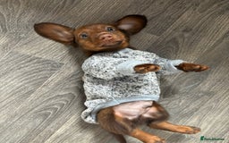 Miniature Dachshund dogs for sale: Stunning minature dachshund puppies - Image 27