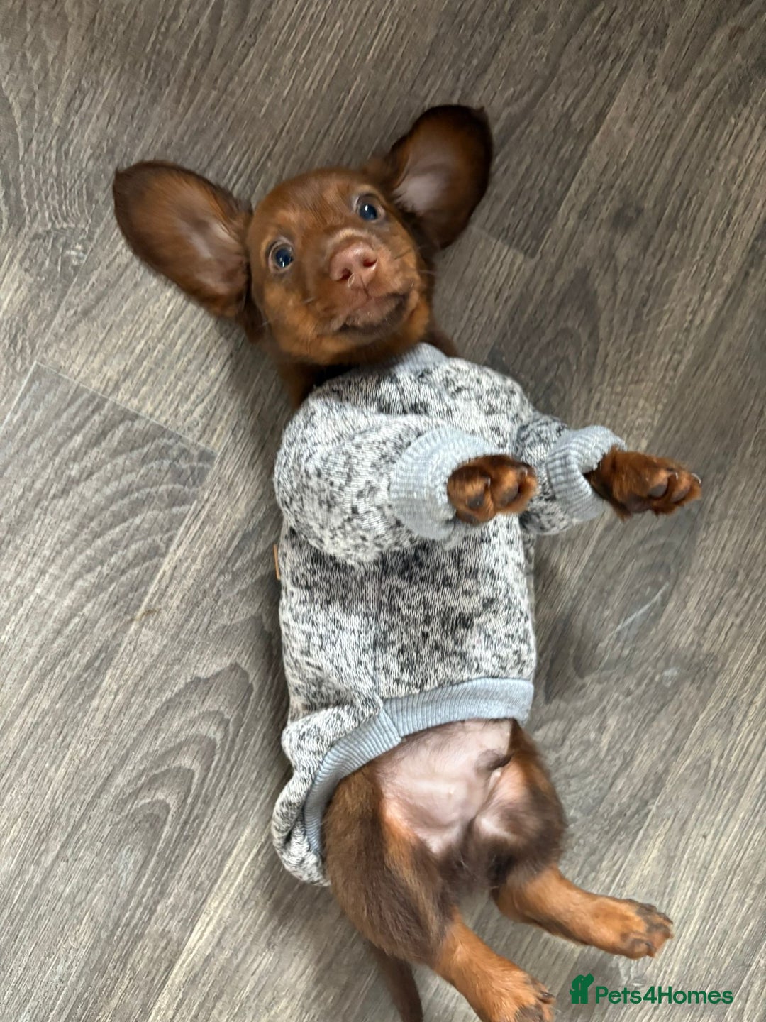 Miniature Dachshund dogs for sale: Stunning minature dachshund puppies - Image 27
