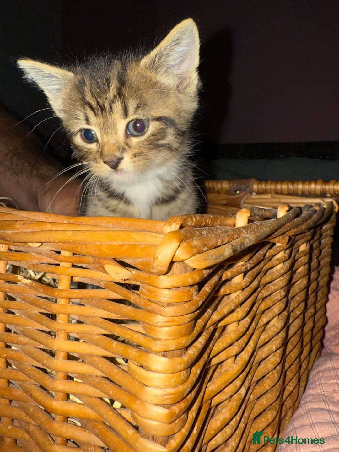 Brazilian Shorthair cats for sale: Gorgeous friendly kittens  - Image 5