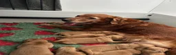 Golden Retriever dogs for sale: Beautiful litter of dark red golden retriever pups - Advert 1