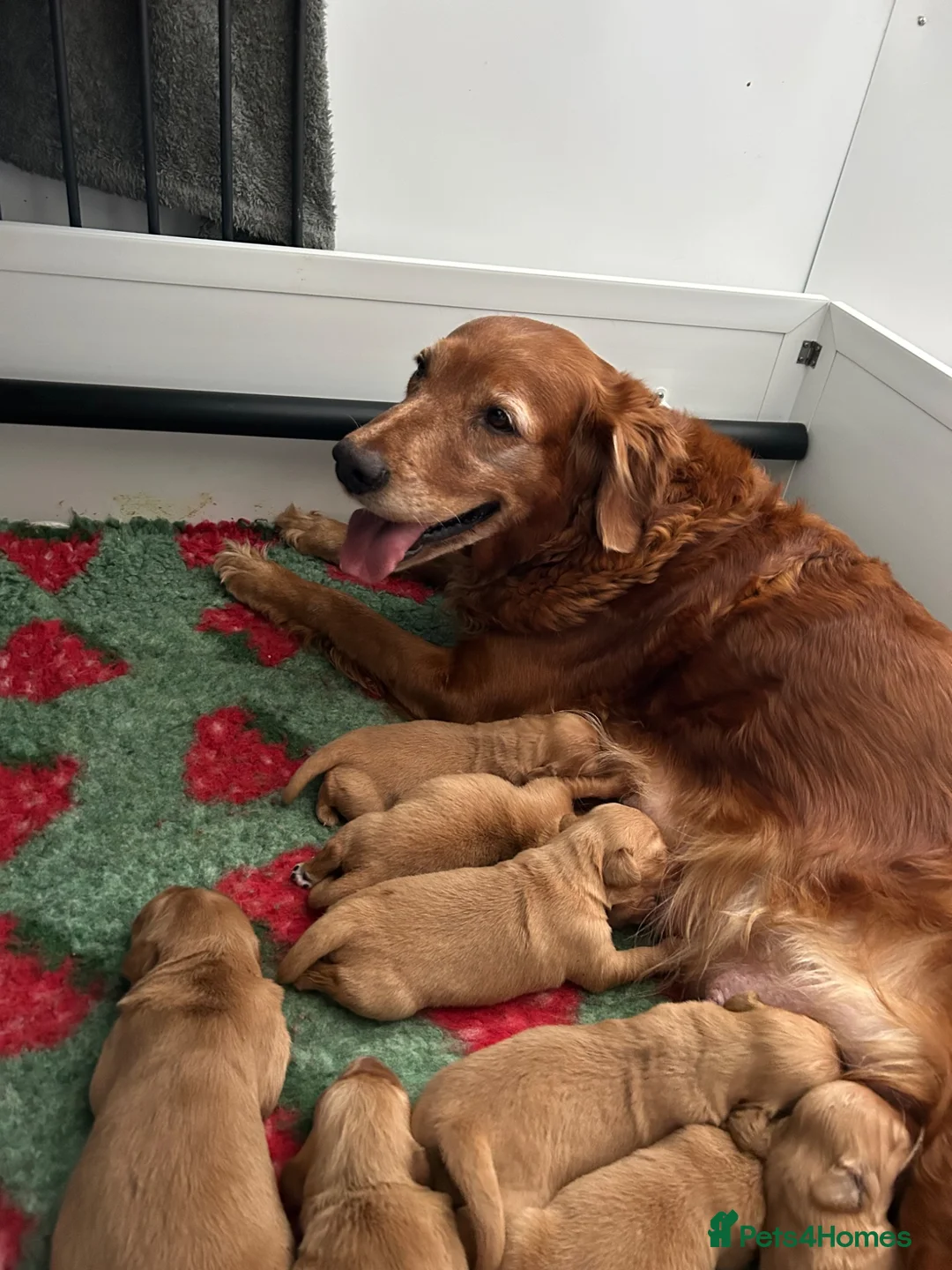 Golden Retriever dogs for sale: Beautiful litter of dark red golden retriever pups - Advert 1