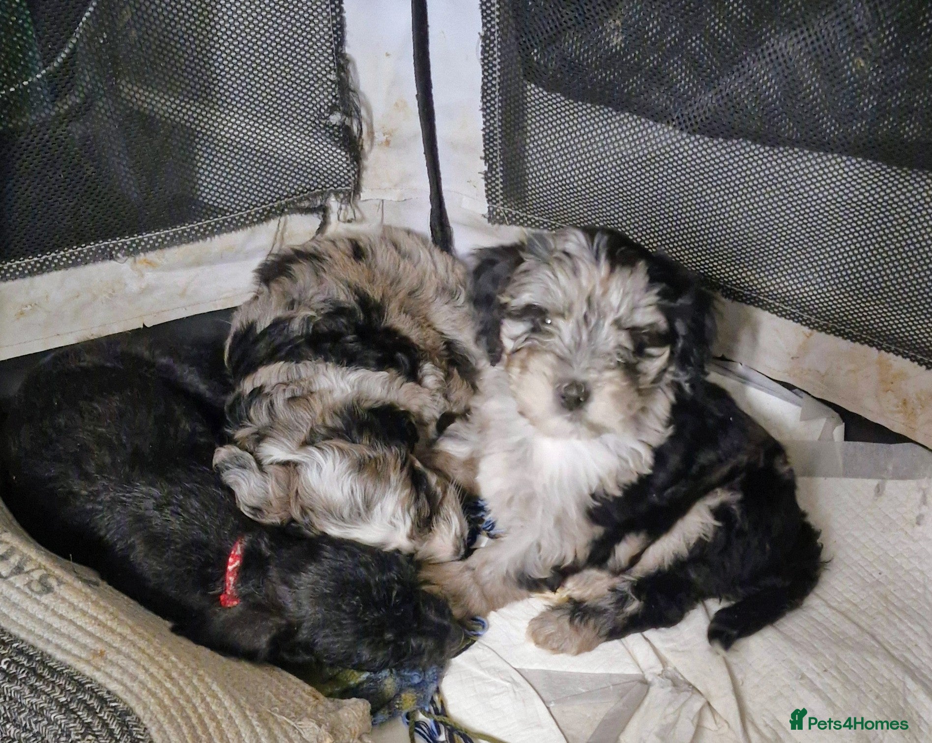 Mixed Breed dogs Cockerpoo/Schnoodle/Bischon Puppies AVAILABLE  - Advert 2