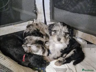 Mixed Breed dogs Cockerpoo/Schnoodle/Bischon Puppies AVAILABLE - Advert 2