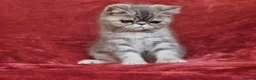 Persian cats for sale: Persian/exotic kittens - Advert 25