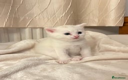 Mixed Breed cats for sale: Three sweet and playful kittens looking a new home - Advert 8