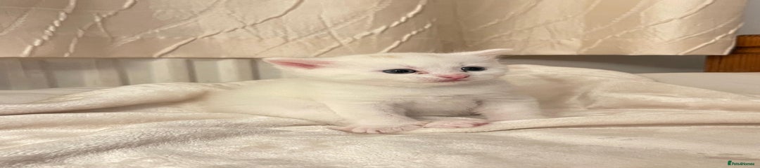 🐱 1x Rare Cream Male – bold, affectionate, fun-loving, and always ready to play 