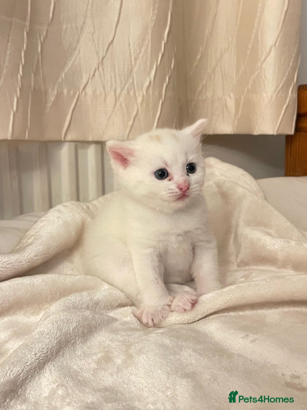 Mixed Breed cats for sale: Three sweet and playful kittens looking a new home - Advert 8