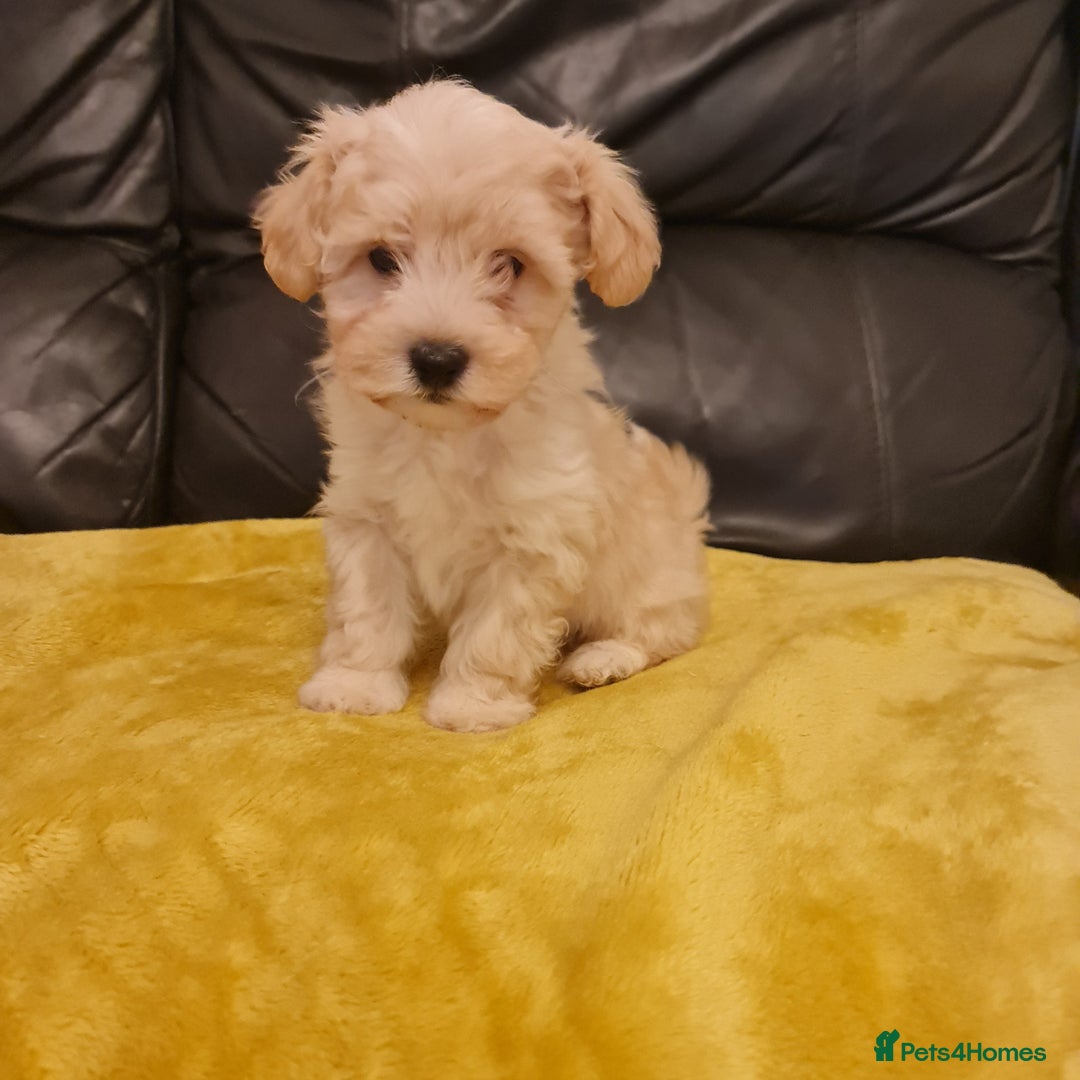Maltipoo dogs for sale: Maltipoo puppies for sale - Image 15
