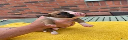Boxer dogs for sale: Beautiful Red & White Boxer Puppies – Ready August - Advert 7
