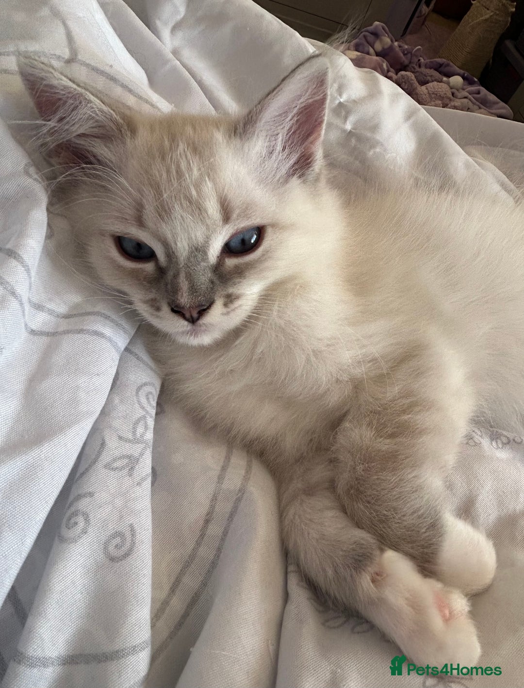 Ragdoll cats for sale: 😻 2 HANDSOME 11 WEEK OLD MALE RAGDOLL KITTENS 😻 - Image 18