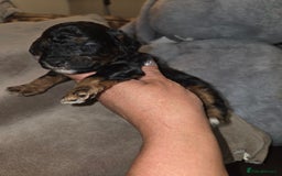 Toy Poodle dogs for sale: Beautiful Toy Poodle puppies - Image 15
