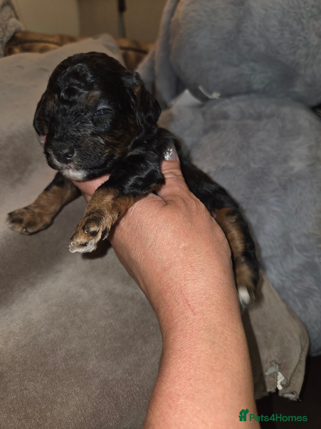 Toy Poodle dogs for sale: Beautiful Toy Poodle puppies - Image 15