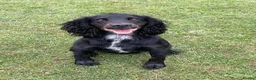 Cocker Spaniel dogs for stud: KV Working Cocker Spaniel Health tested  in Cheltenham - Advert 1