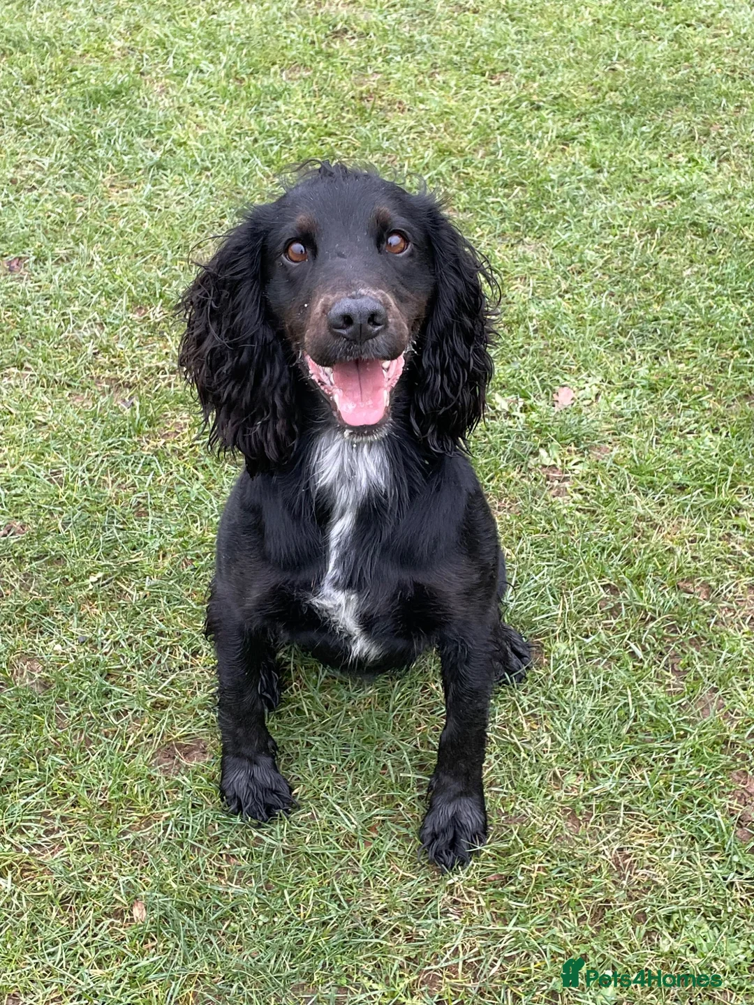 Cocker Spaniel dogs for stud: KV Working Cocker Spaniel Health tested  in Cheltenham - Advert 1