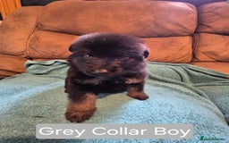German Shepherd dogs for sale: KC German Shepherd Puppies Blue, White & Black/Tan - Image 38