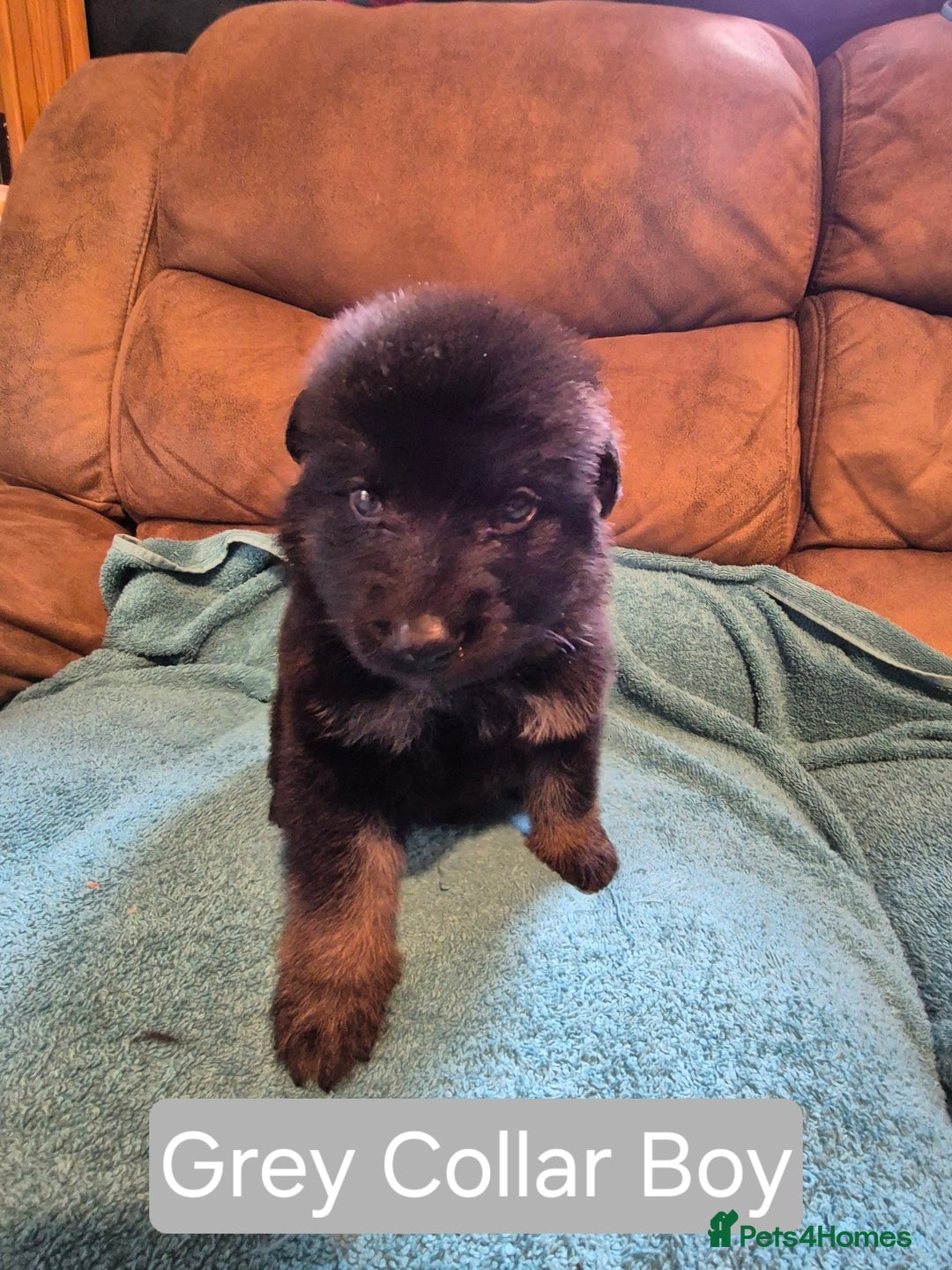 German Shepherd dogs for sale: KC German Shepherd Puppies Blue, White & Black/Tan - Image 38