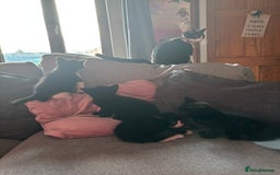 Mixed Breed cats for sale: Kittens for sale  - Advert 9