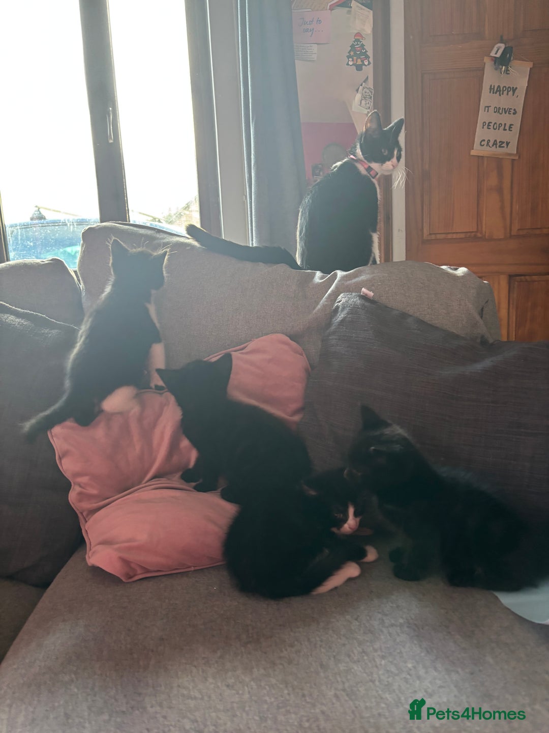Mixed Breed cats for sale: Kittens for sale  - Advert 9