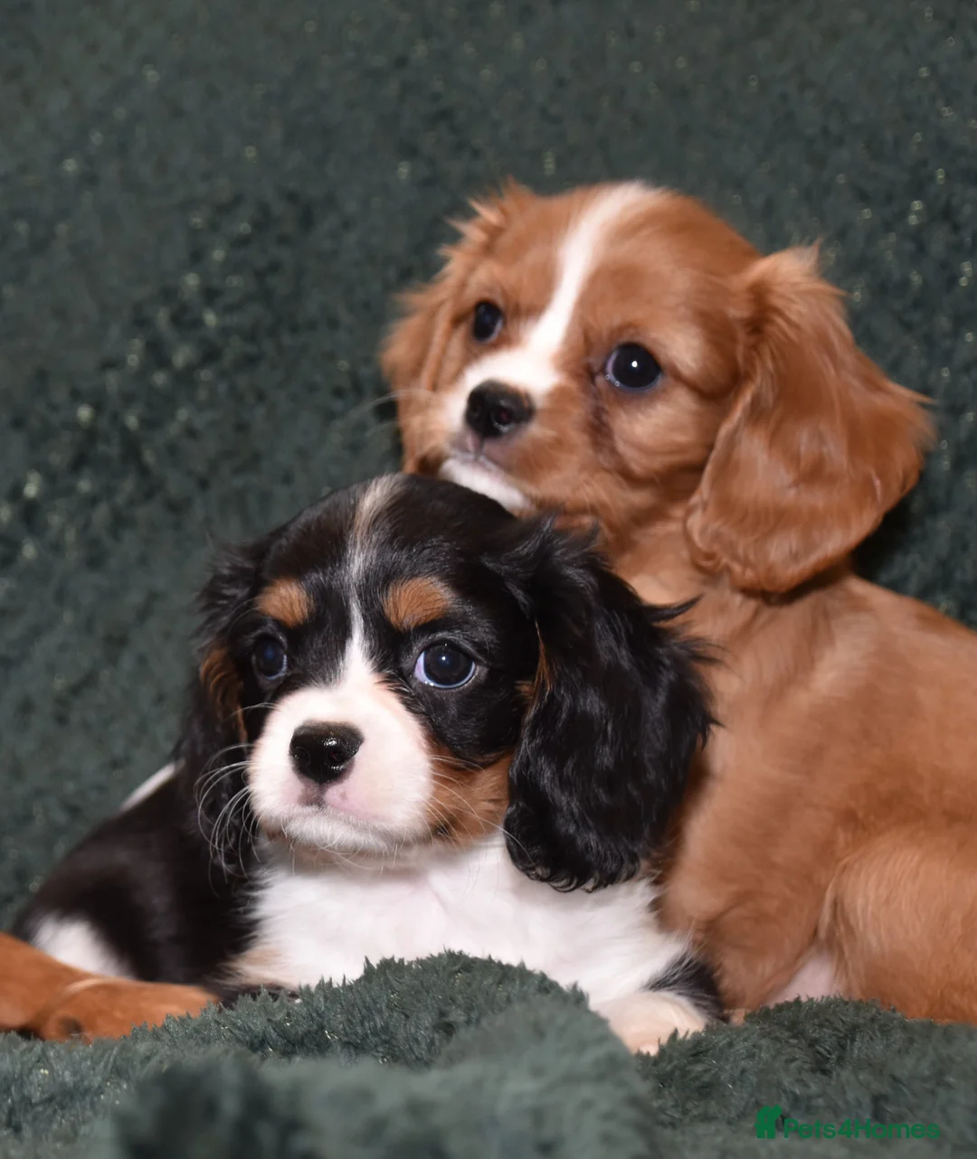 Cavalier King Charles Spaniel dogs for sale: Two Cavalier King Charles Spaniel Females - Advert 1