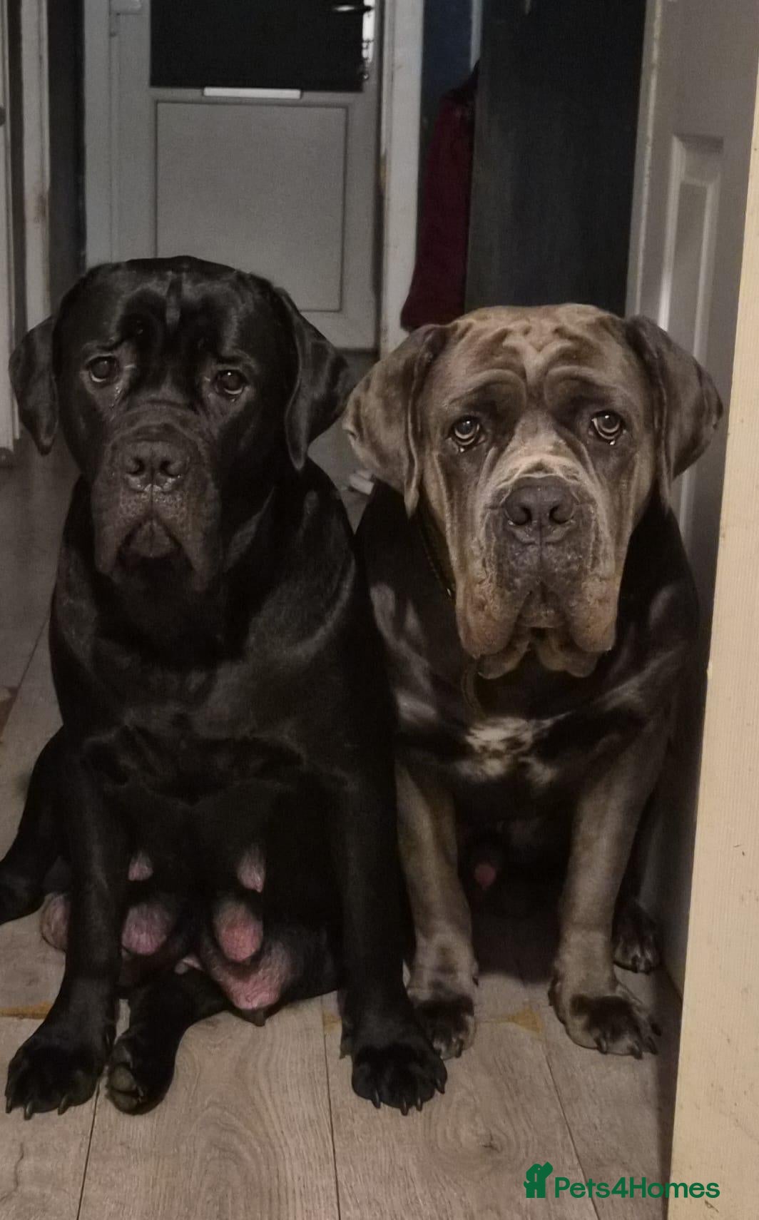 Cane Corso dogs 🐾 10 BEAUTIFUL CANE CORSO PUPPIES FOR SALE 🐾 - Advert 12