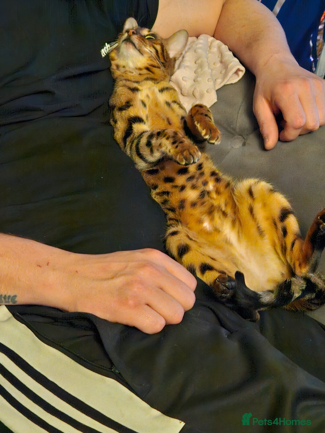 Bengal cats for sale: Bengal  in Forfar - Image 7