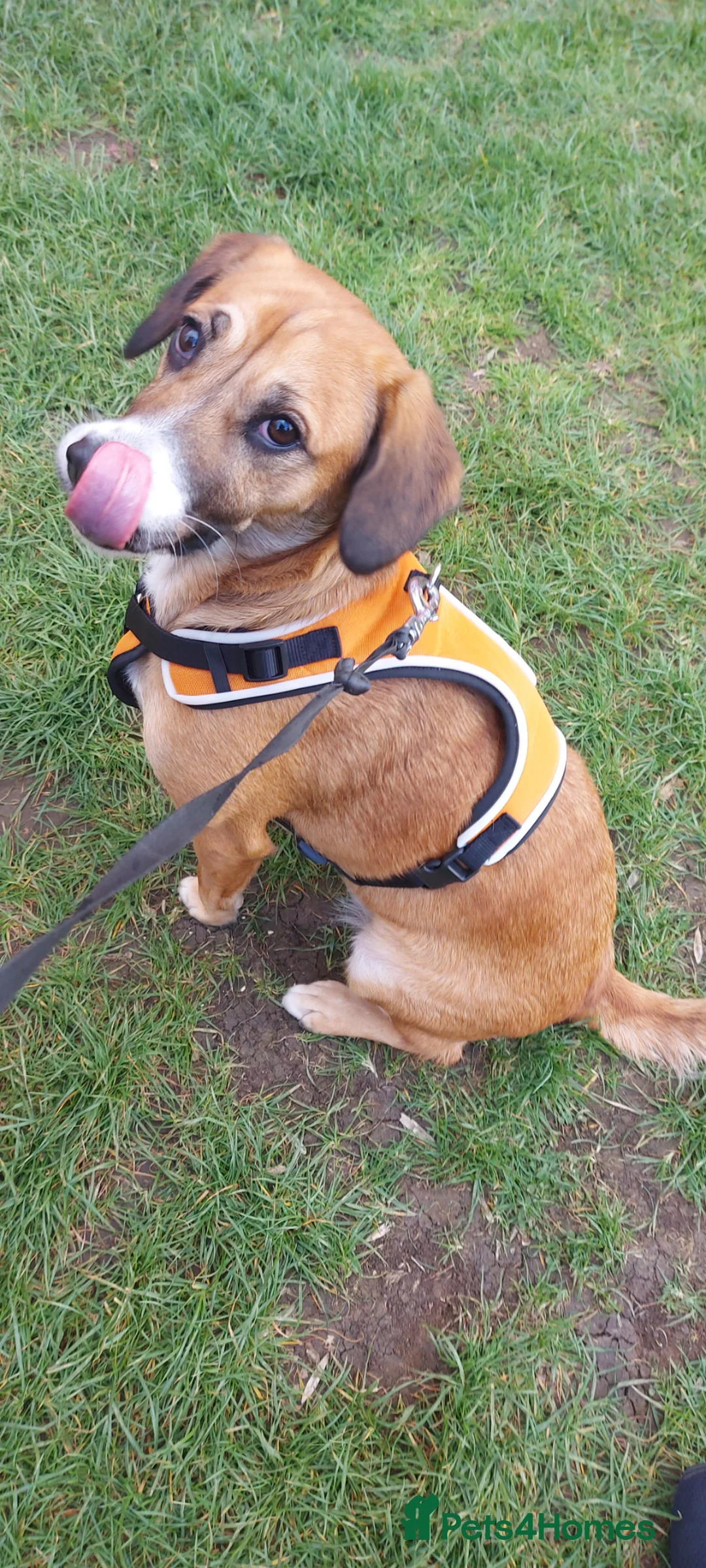 Mixed Breed dogs for sale: Cockapoo cross - Advert 2