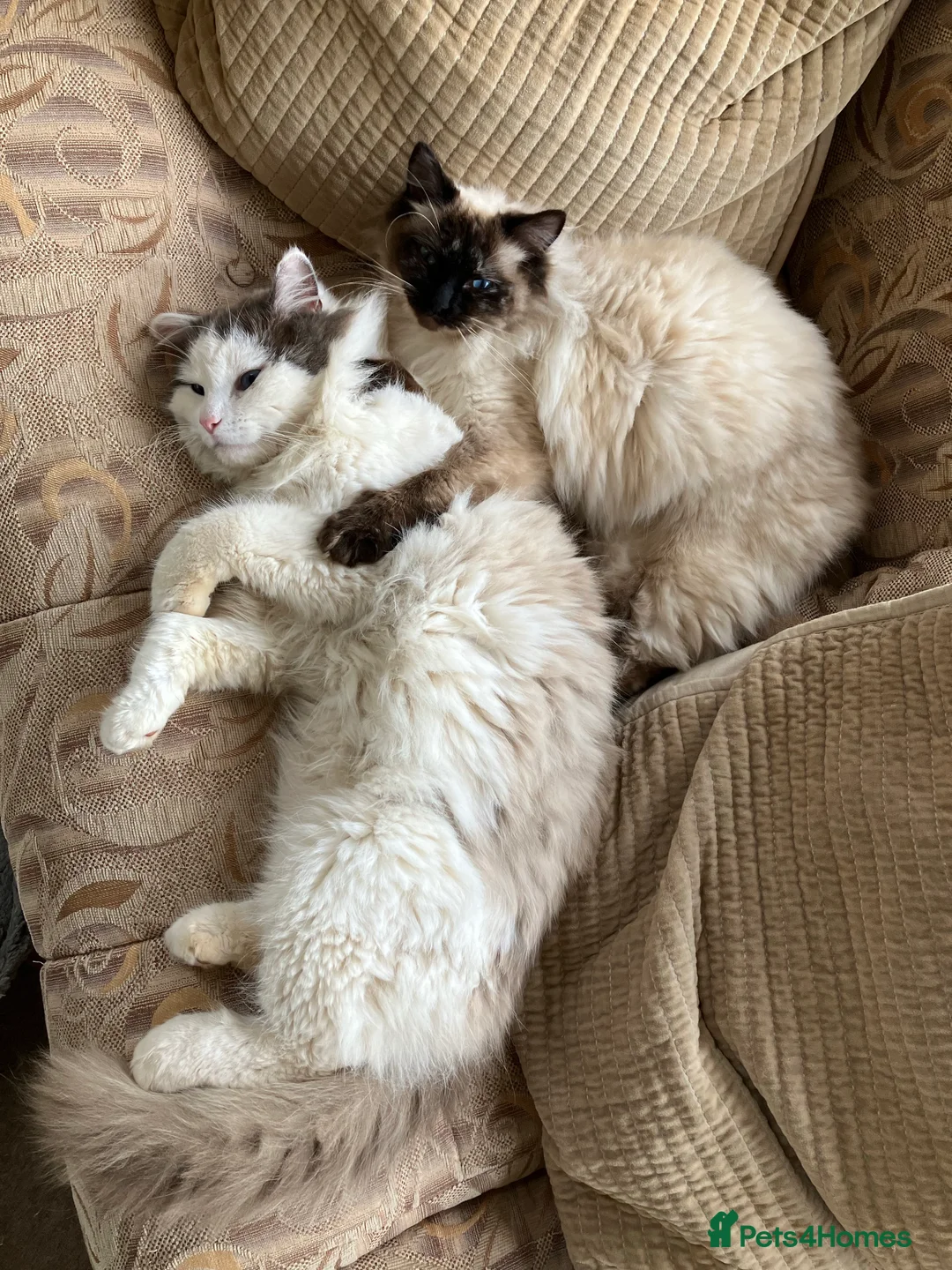 Ragdoll cats for stud: Stunning Blue Ragdoll Stud in Cullompton - Advert 6