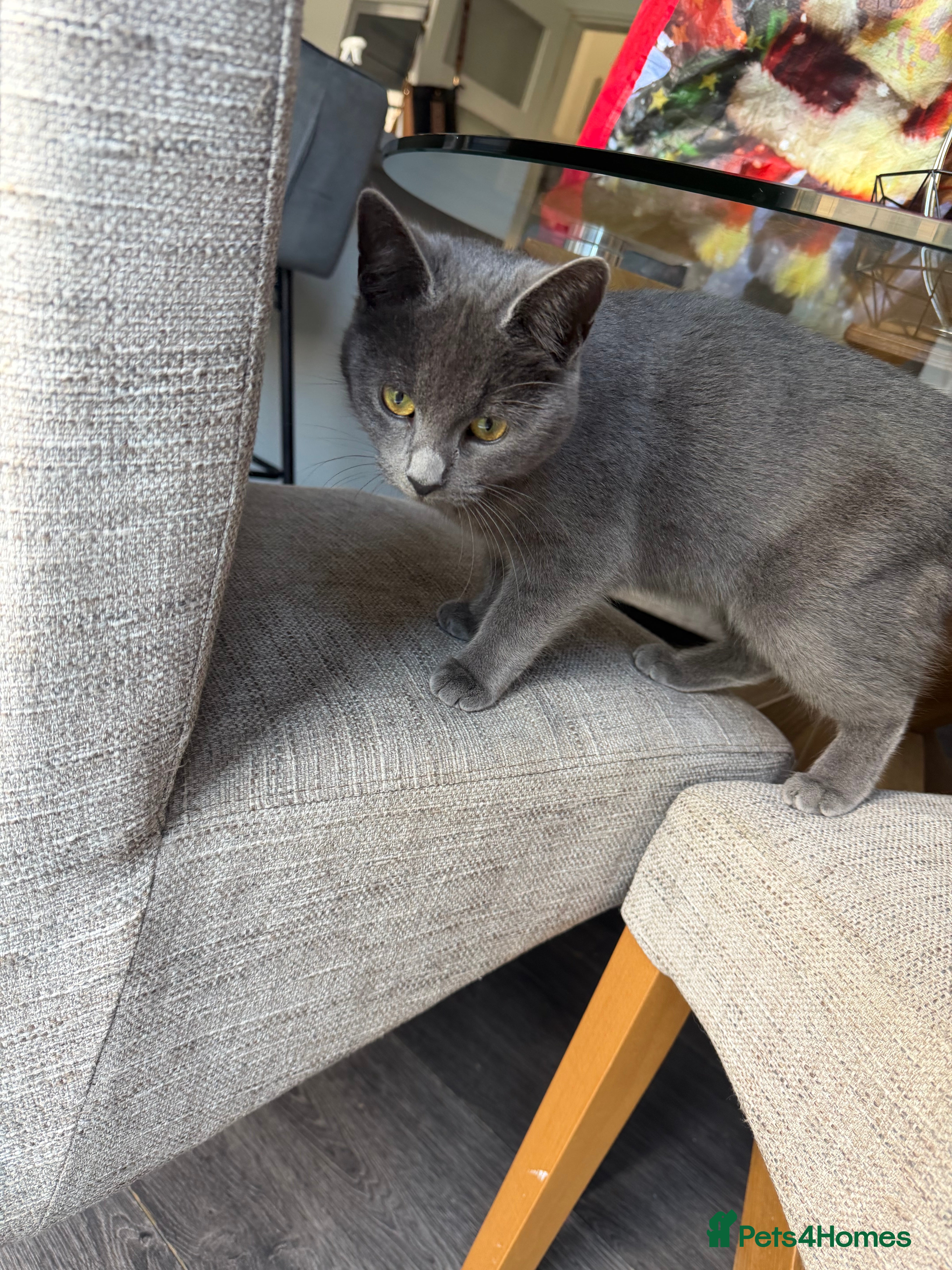 Mixed Breed cats Mixed breed grey 9 month old kitten  - Advert 19