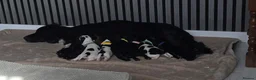 Sprocker dogs for sale: Sprocker puppies  - Advert 9