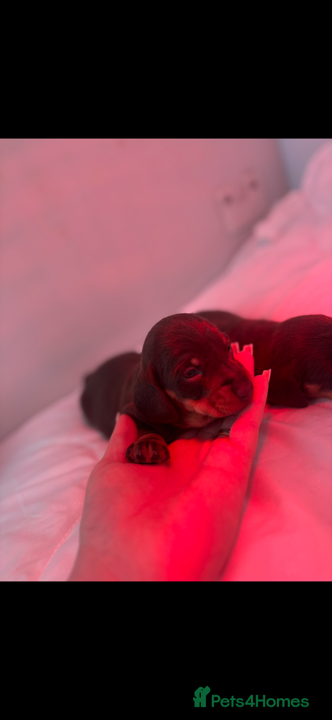 Miniature Dachshund dogs for sale: KC Miniature dachshunds - Advert 2