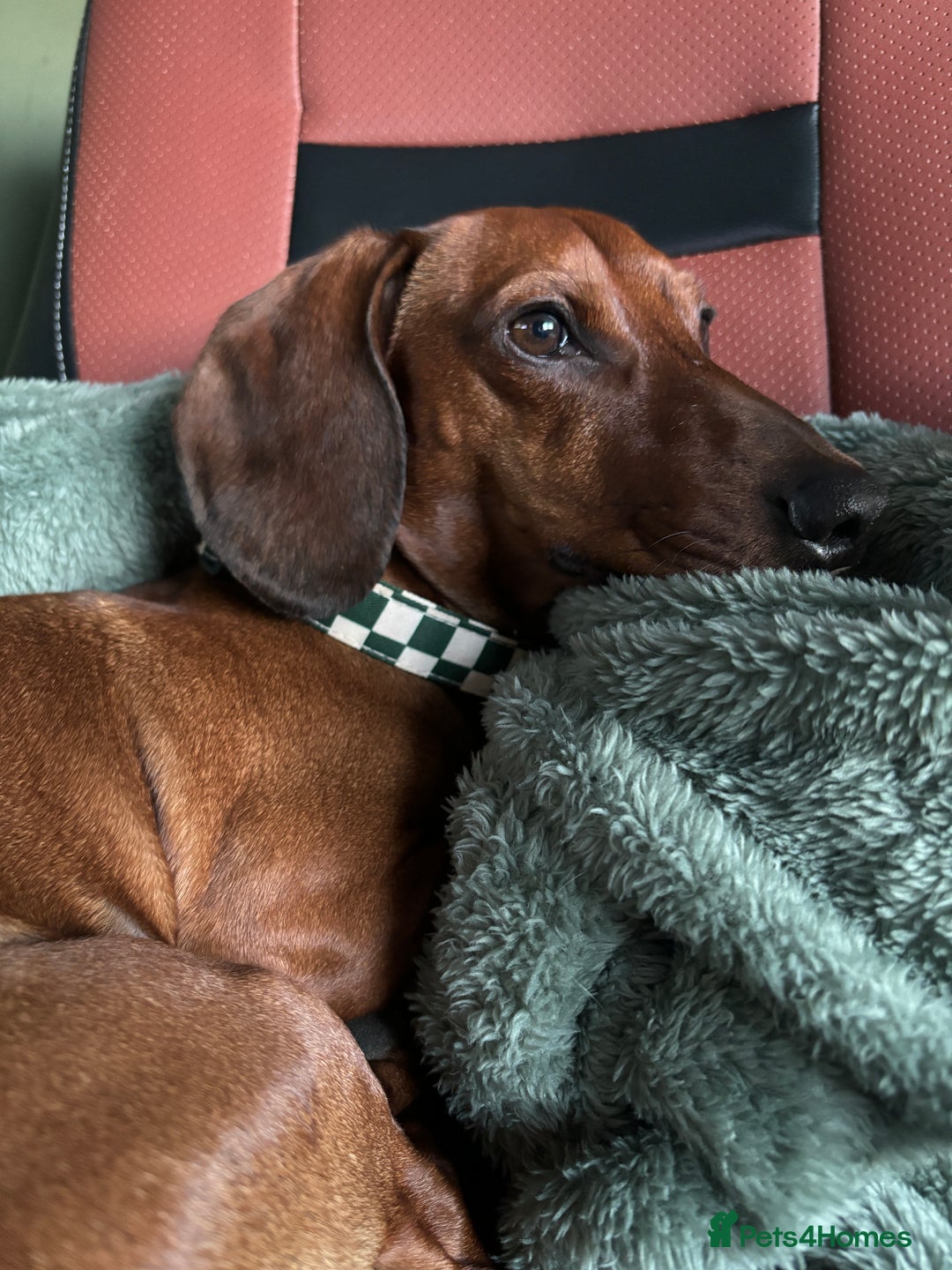 Dachshund dogs for stud: Smooth haired European sized Daschund  - Image 2