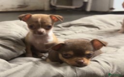 Chihuahua dogs for sale: CHIHUAHUA PUPPIES - Image 12