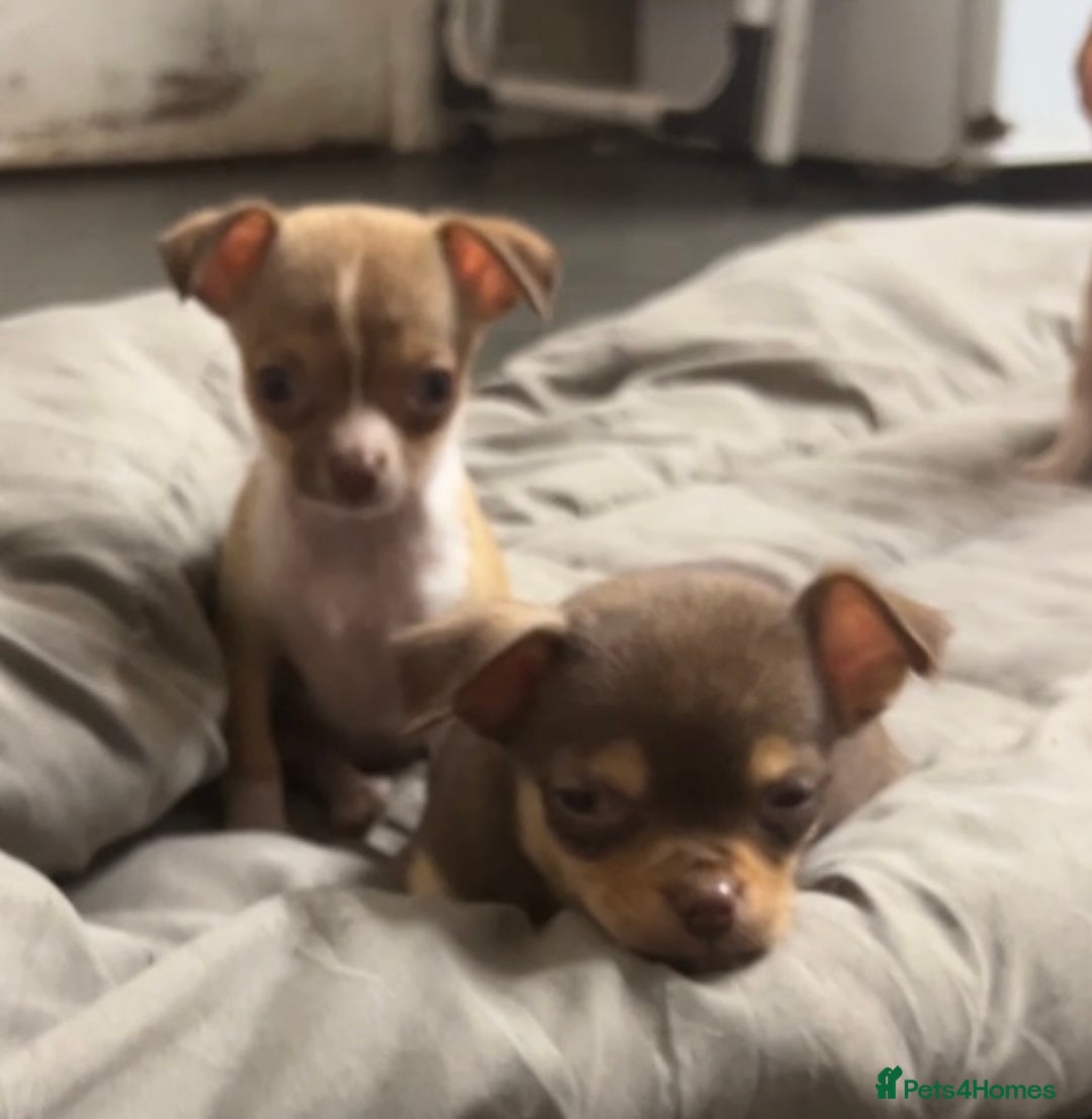 Chihuahua dogs for sale: CHIHUAHUA PUPPIES - Image 12