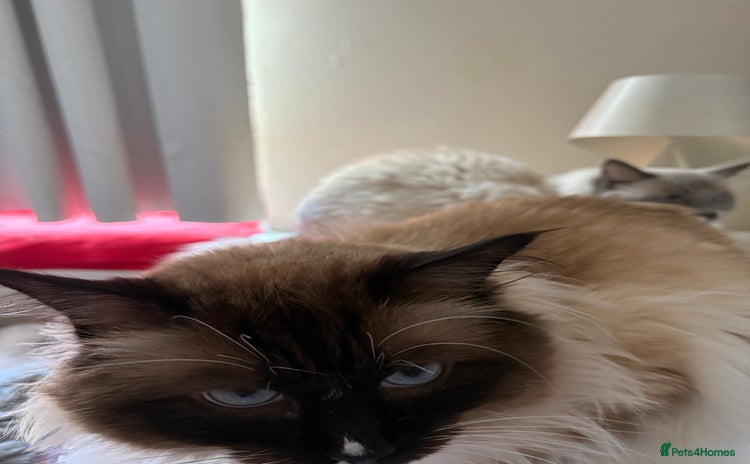 Ragdoll cats - Advert 2