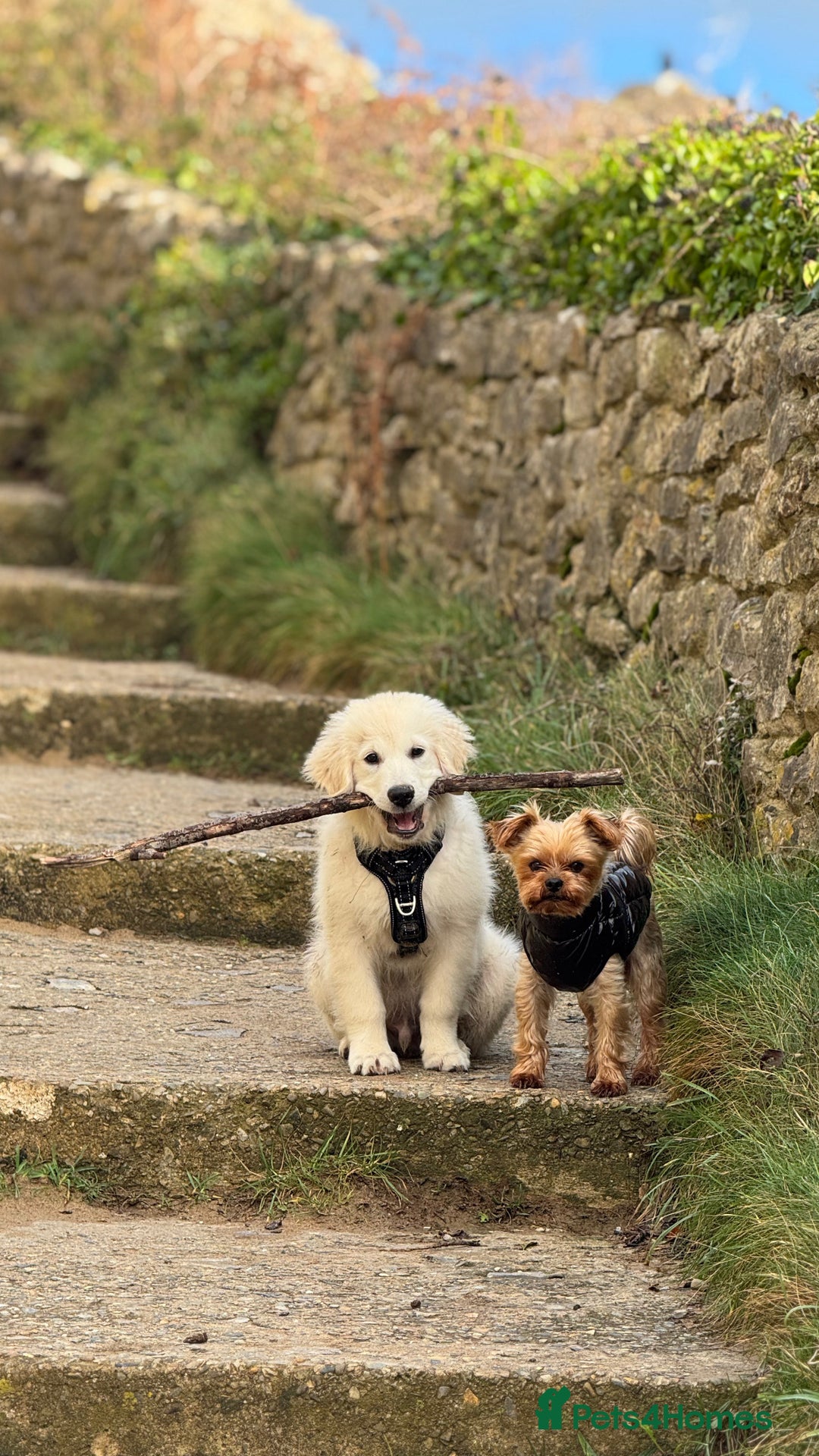 Golden Retriever dogs for sale: Puppy golden retriever 16 weeks - Advert 5