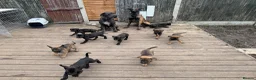 Mixed Breed dogs for sale: Cane Corso x Belgian Malinois - Advert 3