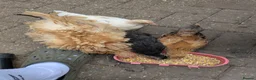 Chickens poultry for sale: Chicken and rooster ⭐ in Chigwell - Advert 6