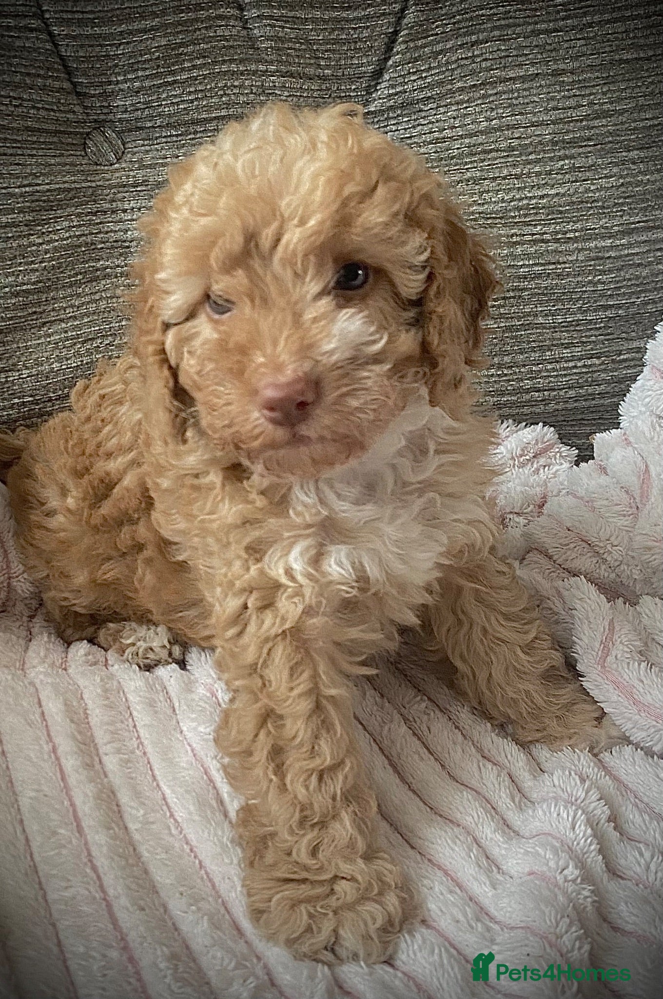 Cockapoo dogs Multi generation DNA Health Clear Cockapoo Pups  - Advert 1
