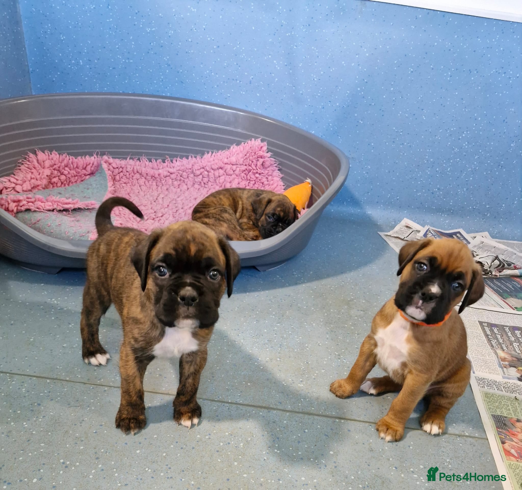 Boxer dogs GORGEOUS KC PUPPIES  - Advert 11