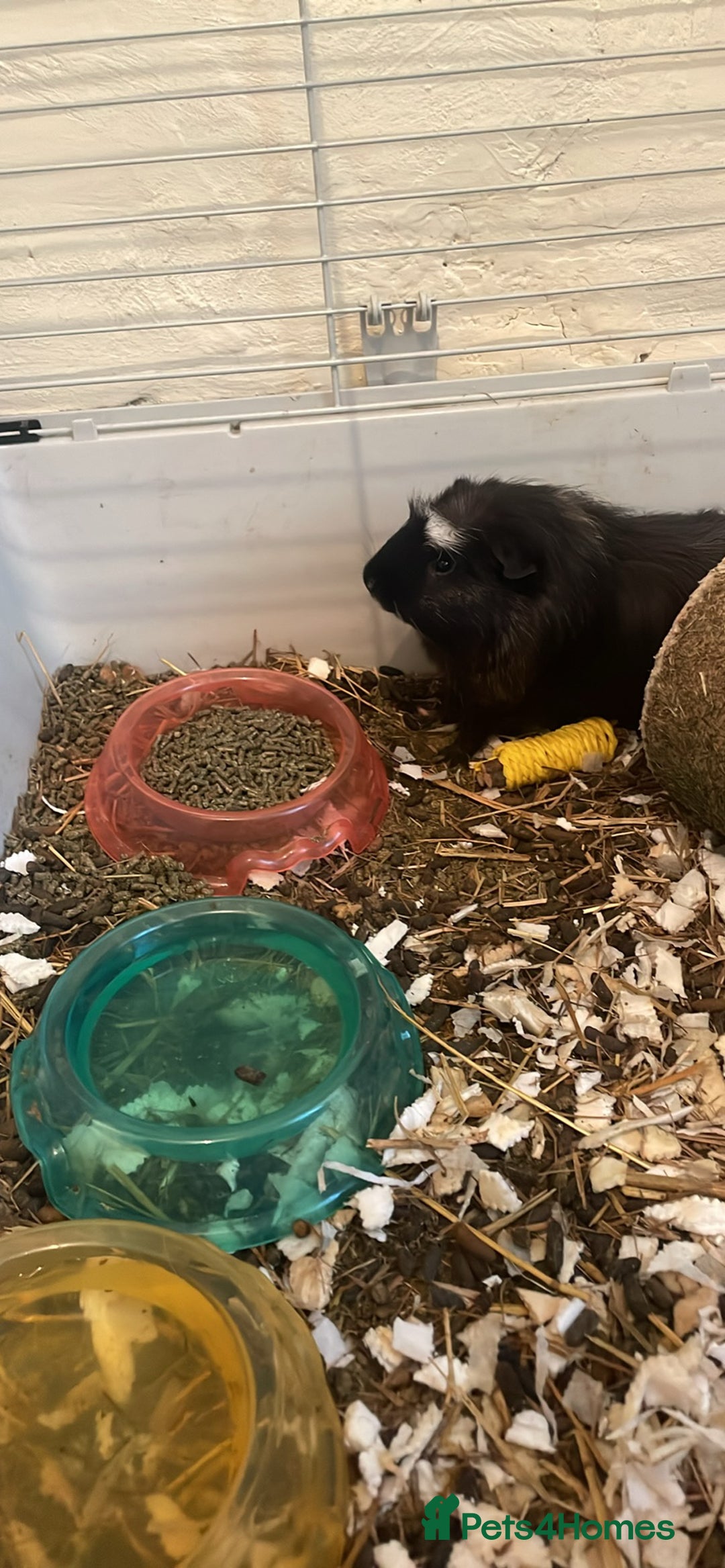 Guinea Pig rodents for sale: Both male guinea pigs a year old  - Image 2